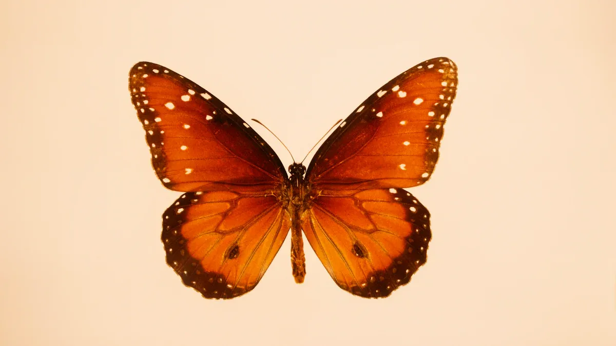 短铁蝴蝶策略概述