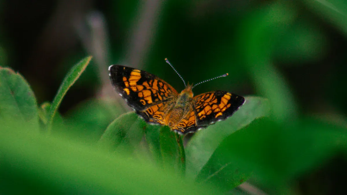 Short Iron Butterfly Strategy: The Path to Neutral Profits in Advanced Options Trading