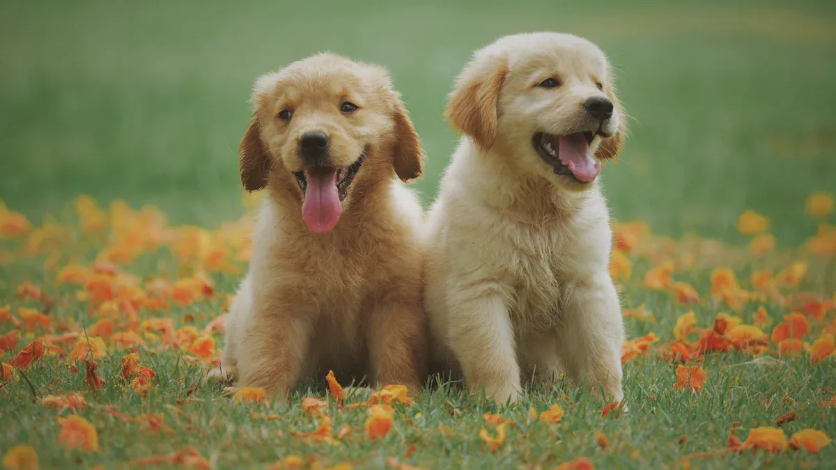 How to Pick the 2025 Dogs of the Dow: Find Opportunities from the Highest Dividend Yield Components