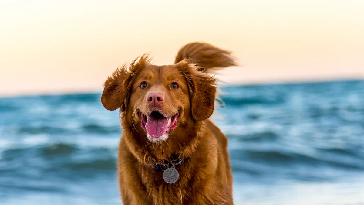 Understanding the Dogs of the Dow: Uncovering Value from the Dow Jones Industrial Average