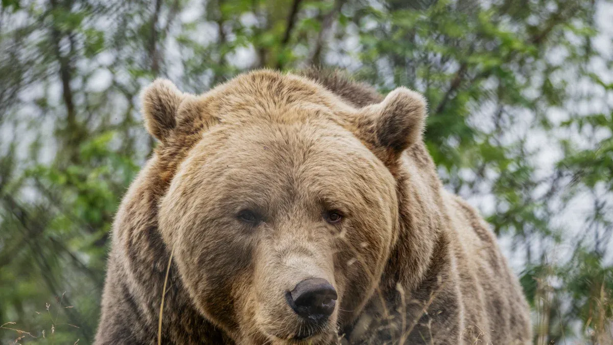 A-Share Crash Turning Point: Will 2026 Deliver a Legendary Bull Market?