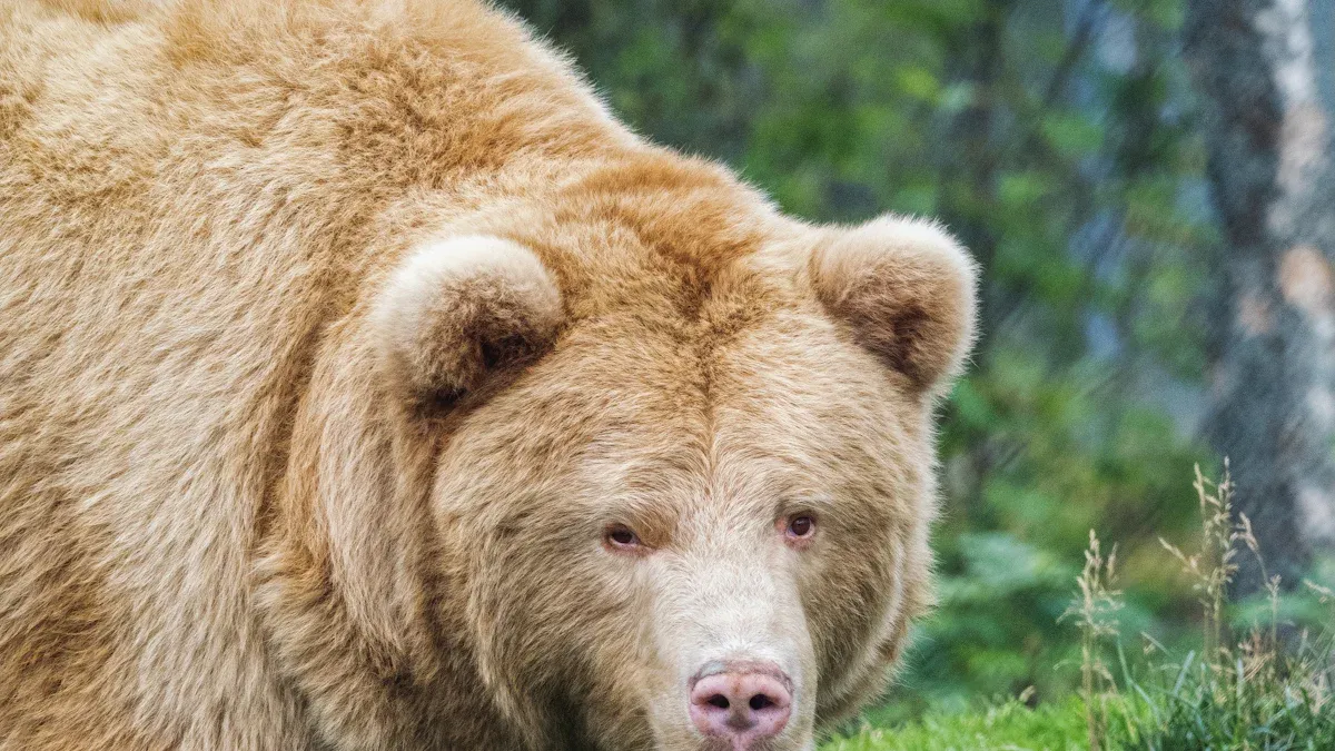 Challenges: Risks and Constraints on the Path to a Slow Bull