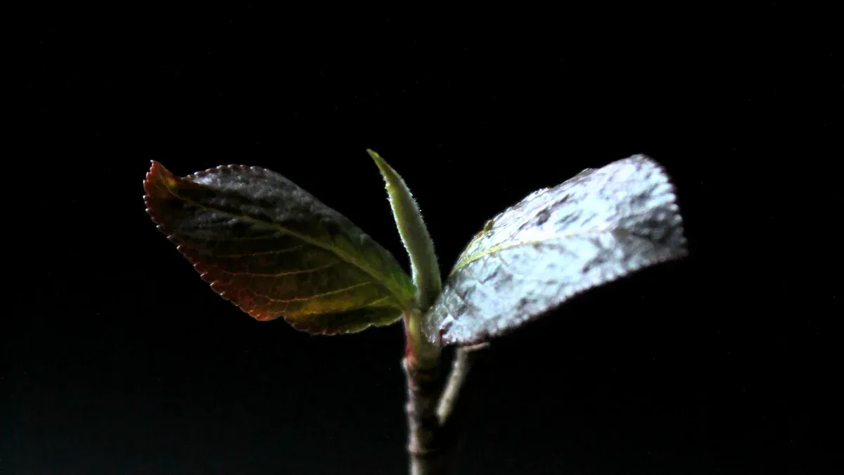 进攻布局: 播种未来牛市机遇