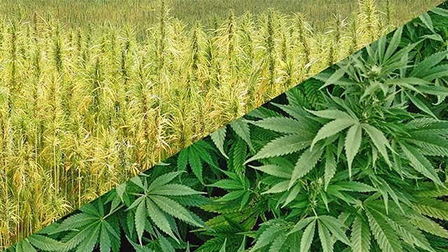 280E条款废除后，大麻股迎来真正的价值重估？